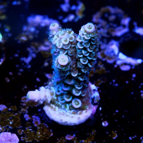 Acropora tenuis  2