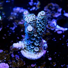 Acropora tenuis  2