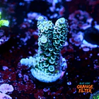 Acropora tenuis  1