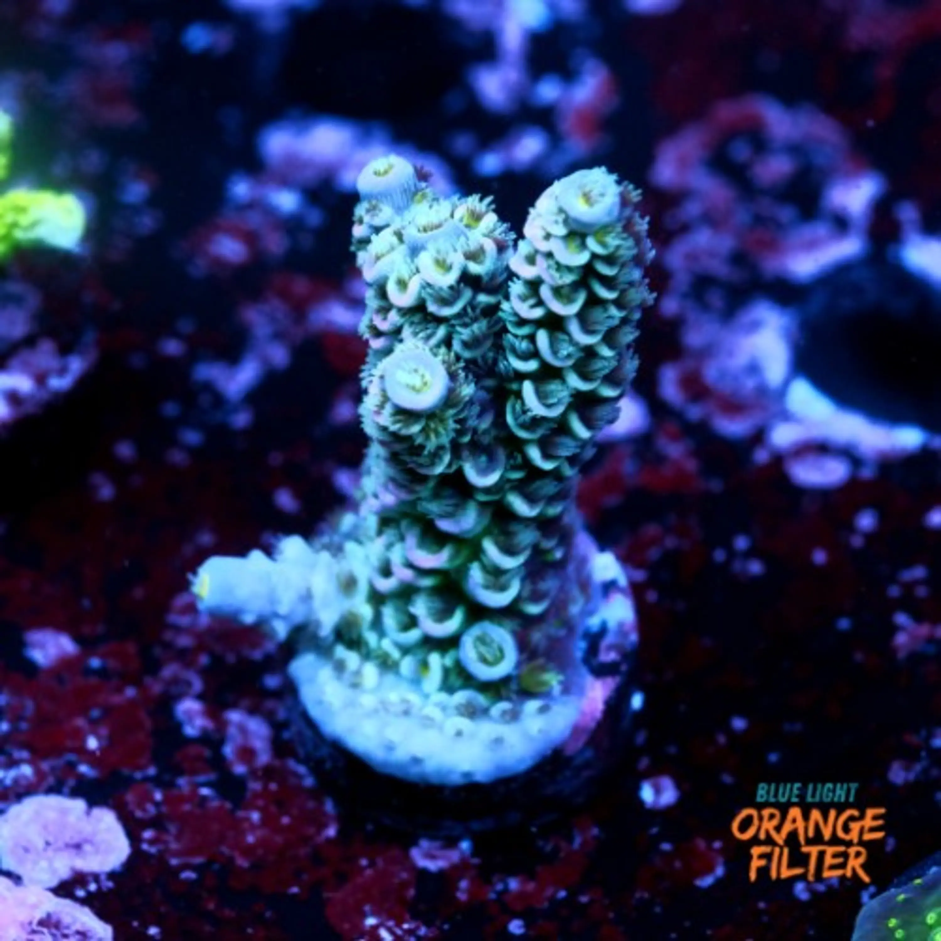 Acropora tenuis 