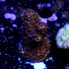 Abrotanoides pink  2