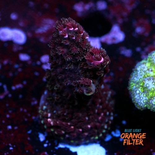 Abrotanoides pink  1