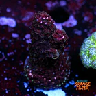 Abrotanoides pink  1