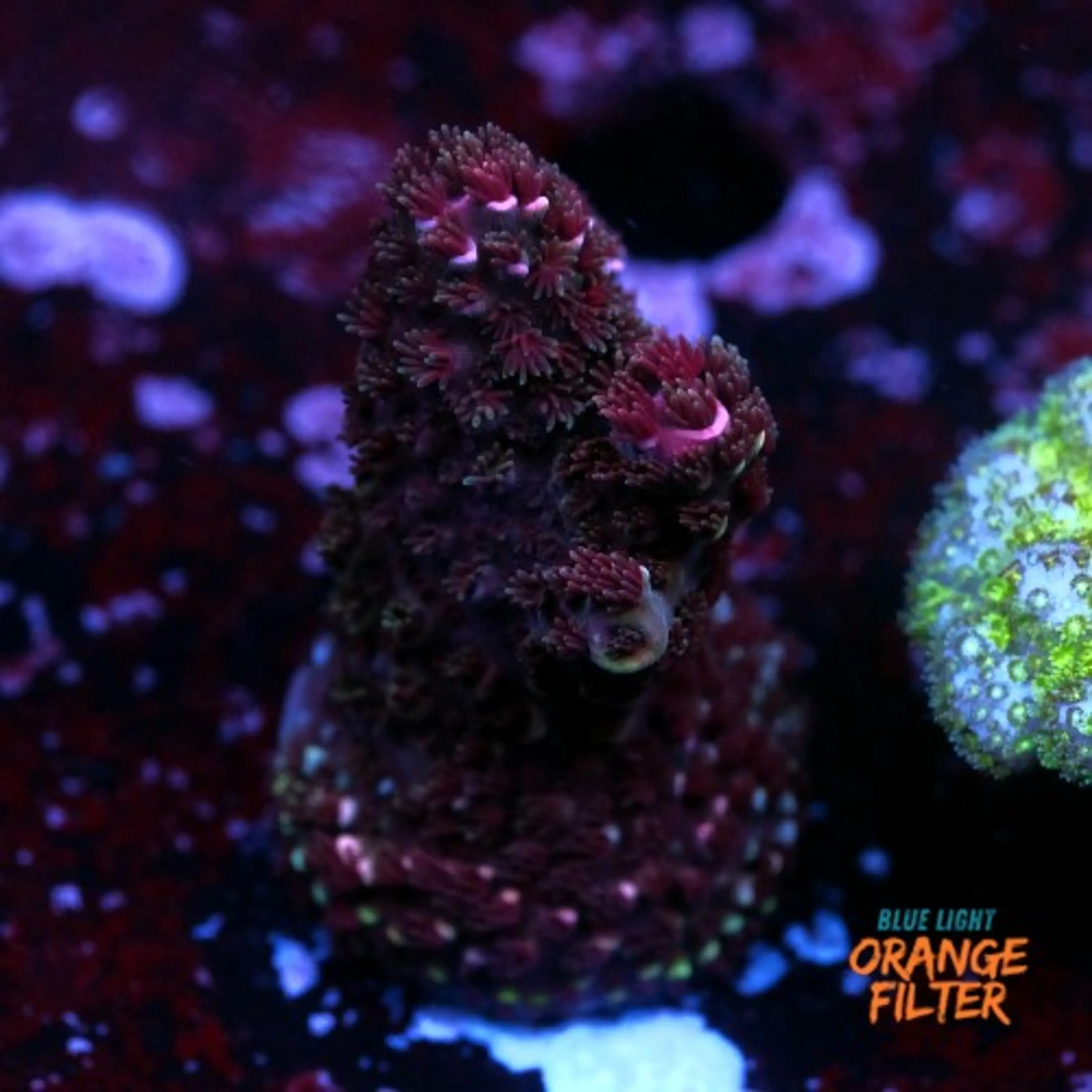 Abrotanoides pink 