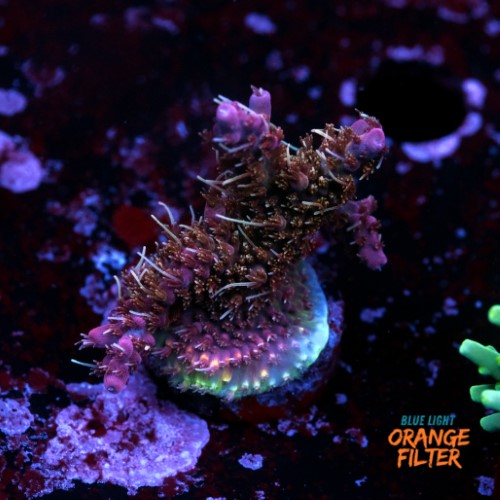 Acropora tyree pinky the bear  1