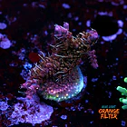 Acropora tyree pinky the bear  1