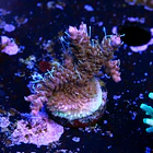 Acropora tyree pinky the bear  2