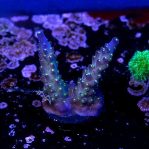 Acropora vivid tricolor 2