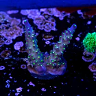 Acropora vivid tricolor 2