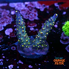 Acropora vivid tricolor 1