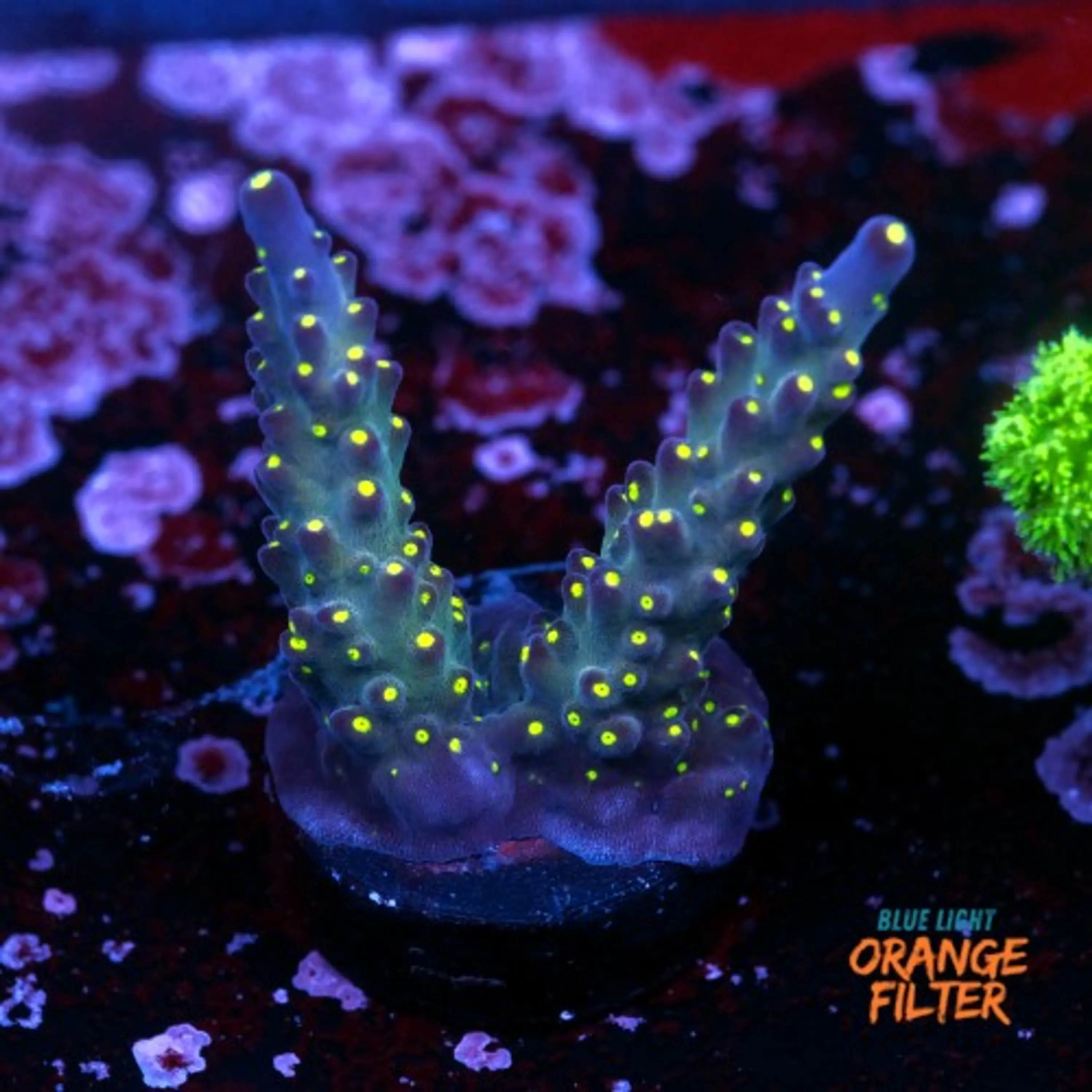 Acropora vivid tricolor