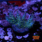 Acropora vivid tricolor 1