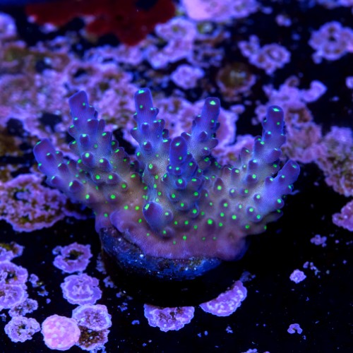 Acropora vivid tricolor 2