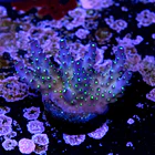 Acropora vivid tricolor 2