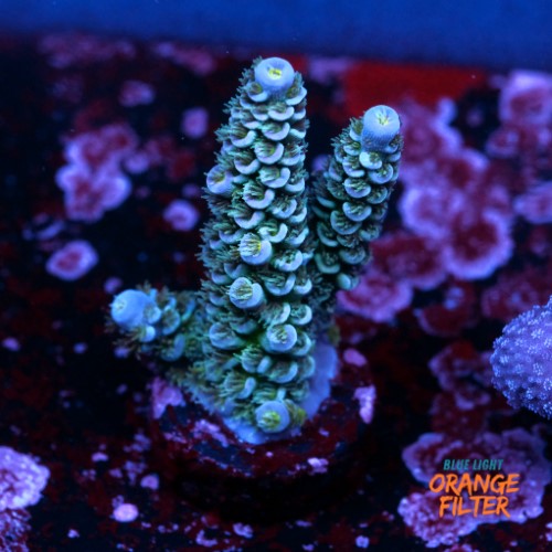 Acropora tenuis  1