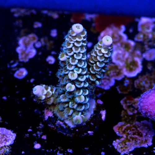 Acropora tenuis  2