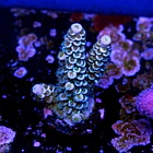 Acropora tenuis  2