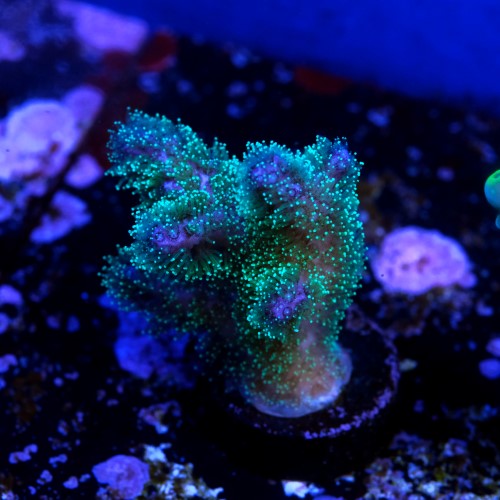 Pocilopora damicornis green 2