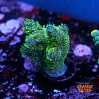 Pocilopora damicornis green 1