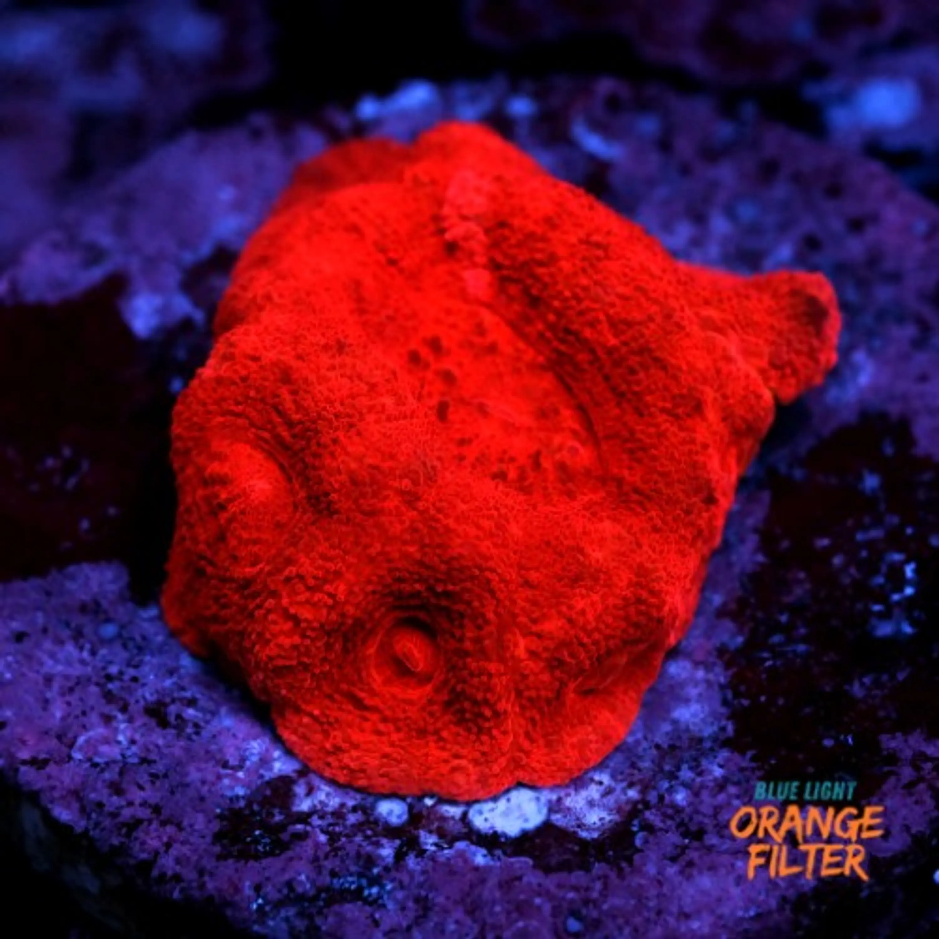 Homophyllia super red 