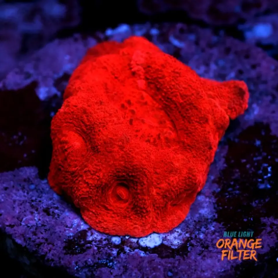 Homophyllia super red  1