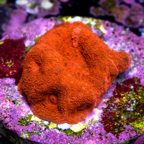 Homophyllia super red  2