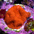 Homophyllia super red  2