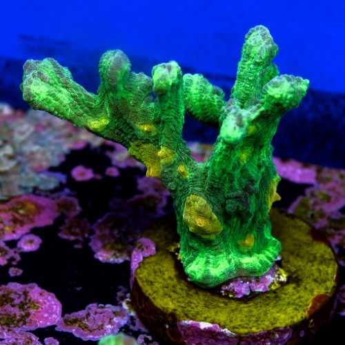 Pectinia space invader 2