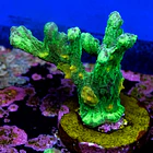 Pectinia space invader 2