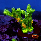 Pectinia space invader 1