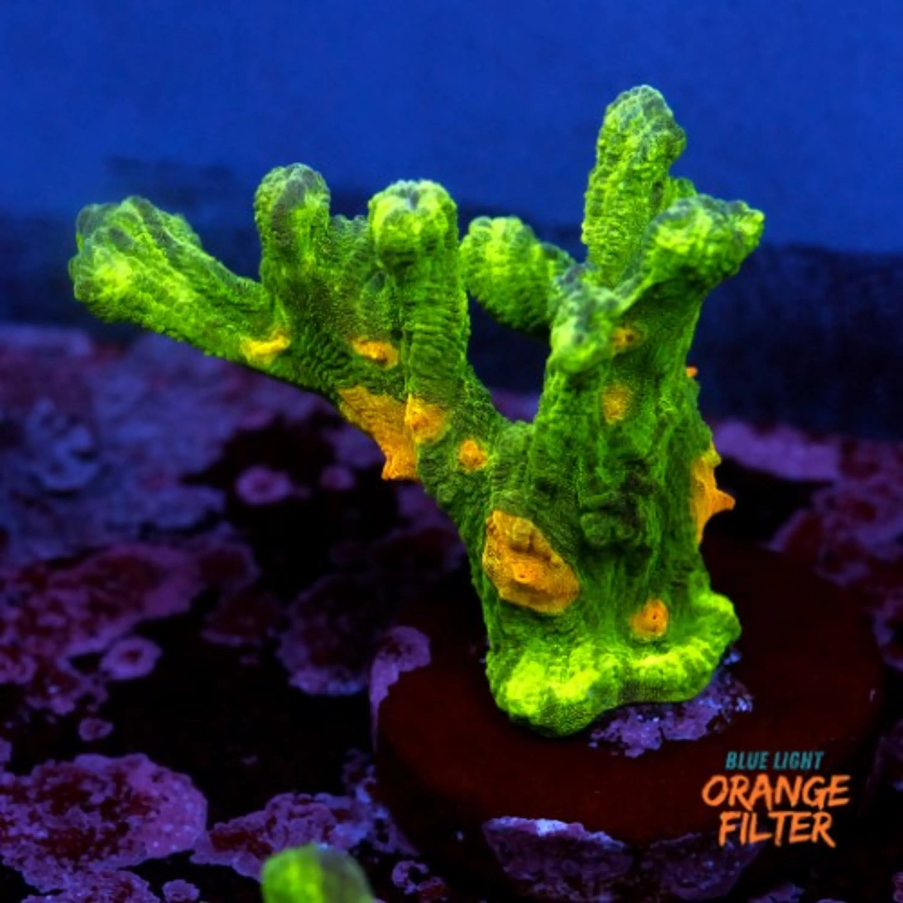Pectinia space invader