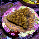 Montipora kung pao 2