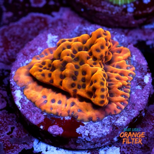 Montipora kung pao 1