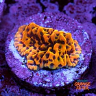 Montipora kung pao  1