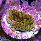 Montipora kung pao  2