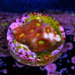 Favites toro bravo  - Thumbnail 2