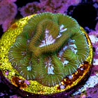 Platygyra bicolor 2