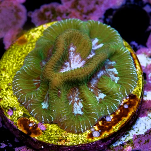 Platygyra bicolor