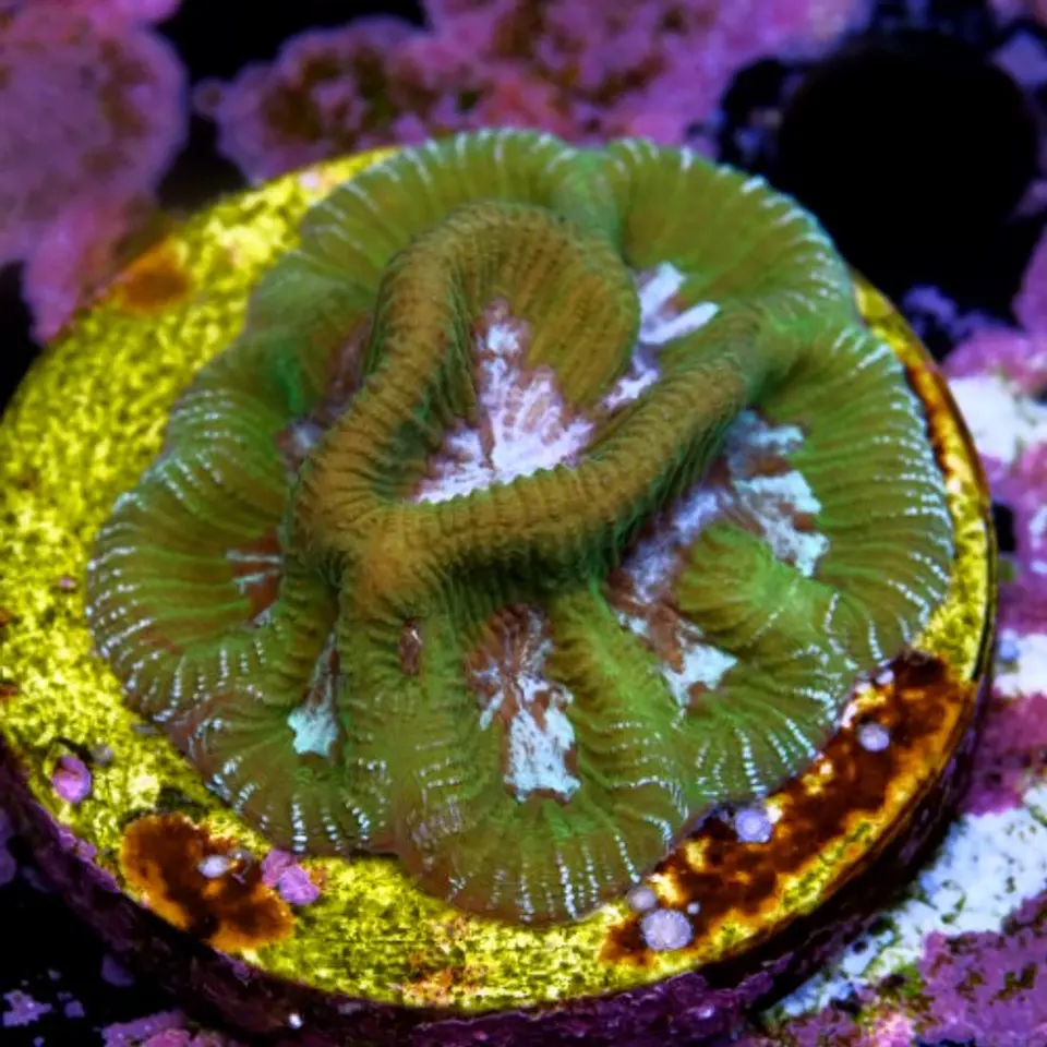 Platygyra bicolor 2