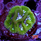 Platygyra bicolor 1