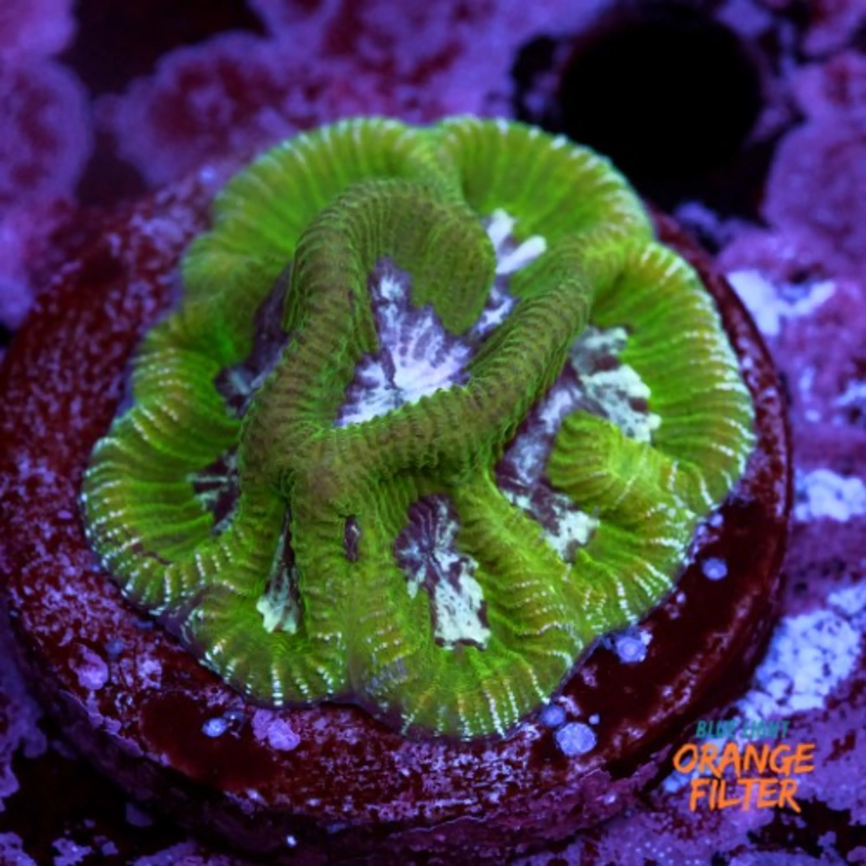Platygyra bicolor