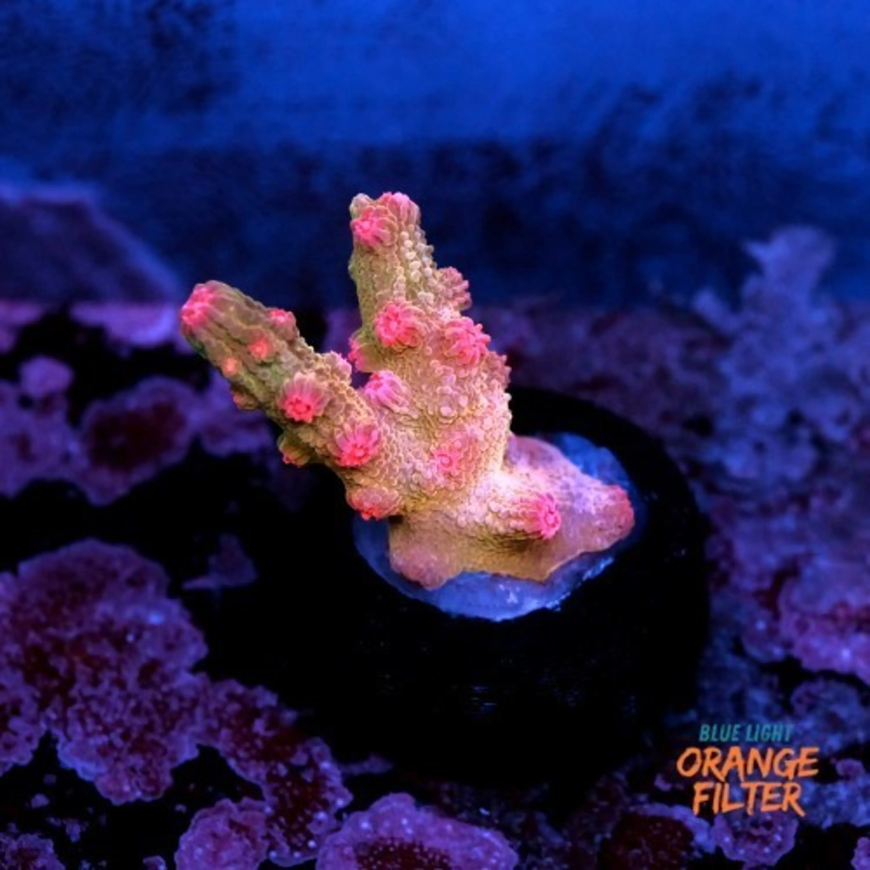 Cyphastrea decadia