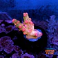 Cyphastrea decadia - Thumbnail 1