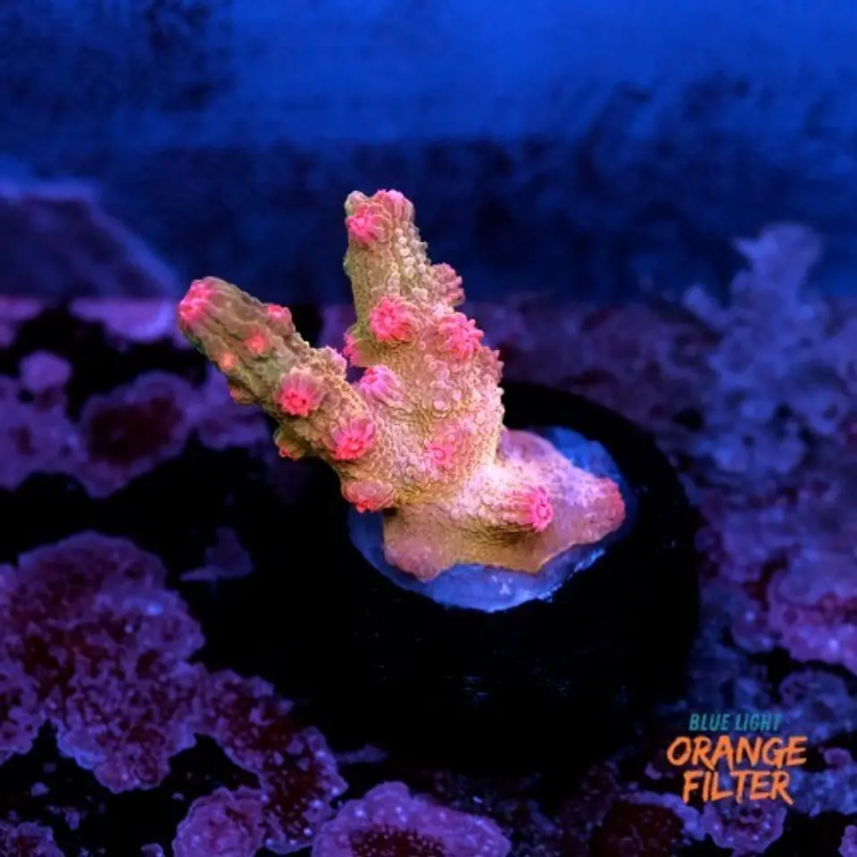 Cyphastrea decadia 1