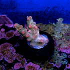 Cyphastrea decadia 2