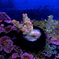 Cyphastrea decadia - Thumbnail 2