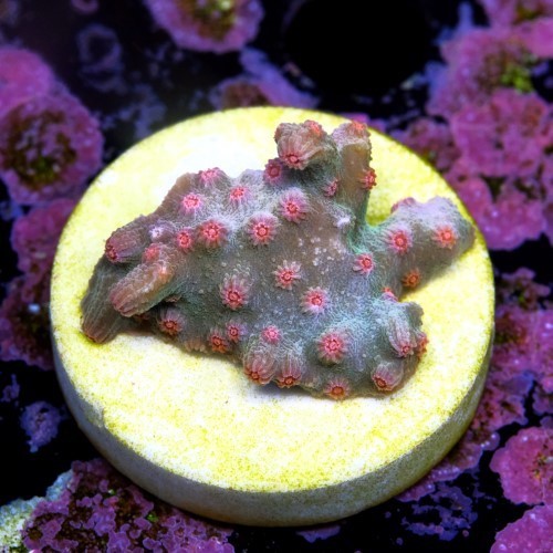 Cyphastrea decadia 2