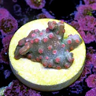 Cyphastrea decadia 2