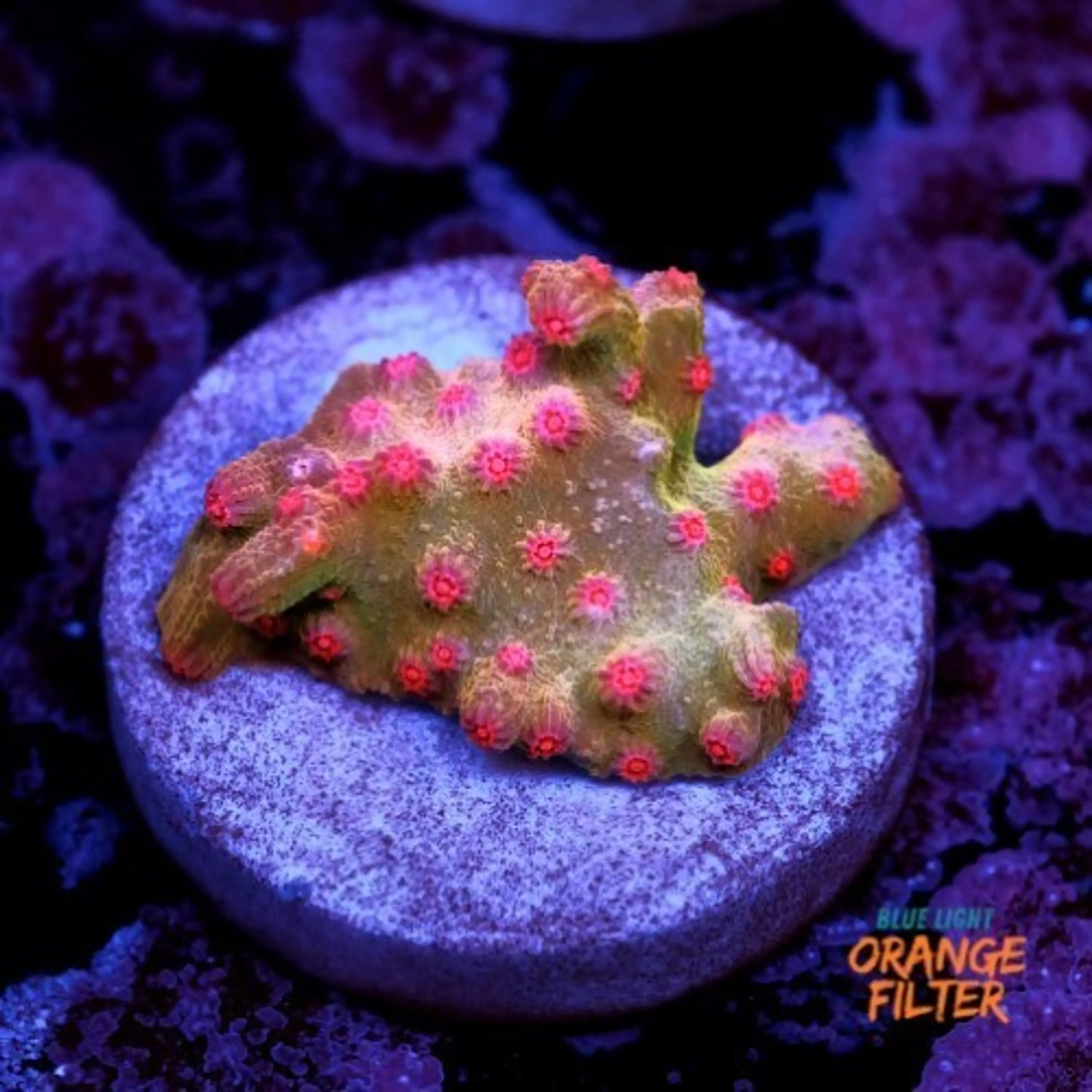 Cyphastrea decadia