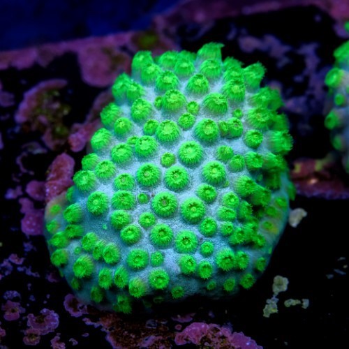 Cyphastrea lasertag 2